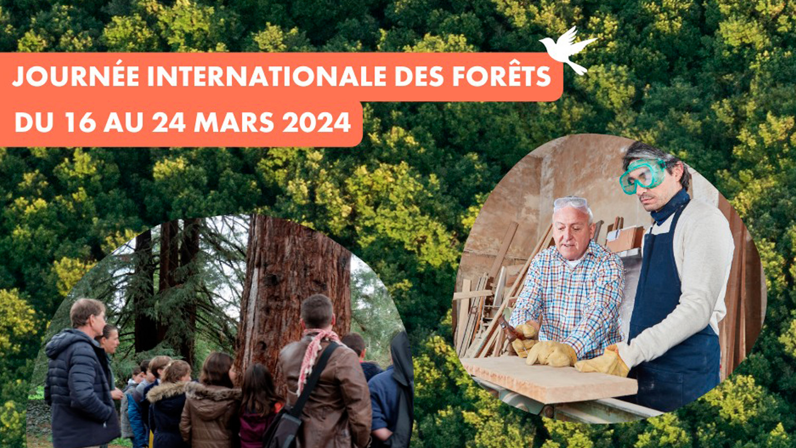 Les sorties nature près de chez vous pour la Journée internationale des forêts !